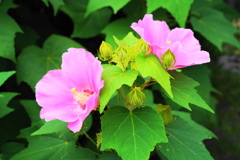 旬な花