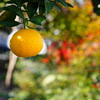 みかん
