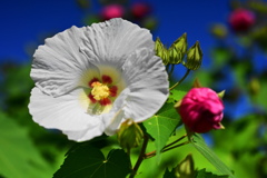 季節な花