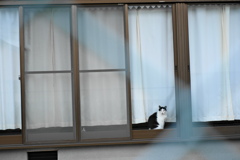 すまし顔
