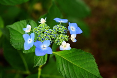 季節な花