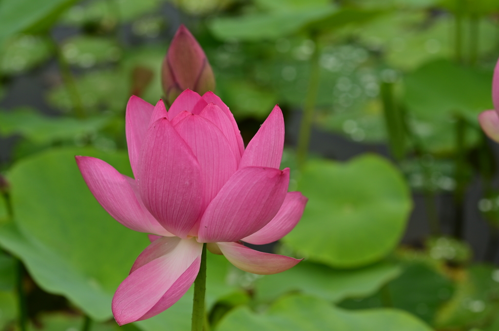 季節な花