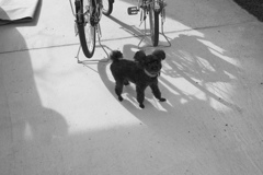 二ツカーポッカ風な子犬