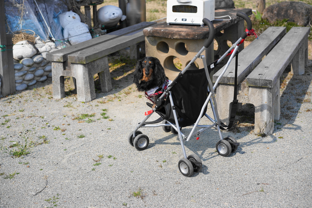 犬
