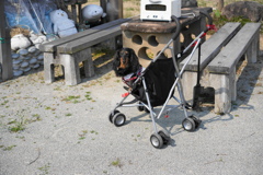 犬