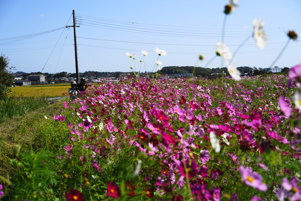 花畑な風景