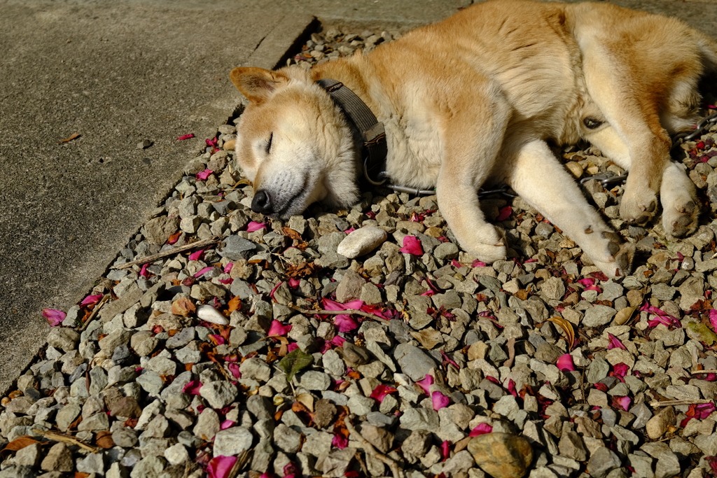 老犬うたた寝
