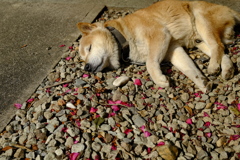 老犬うたた寝