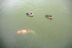 池な鴨