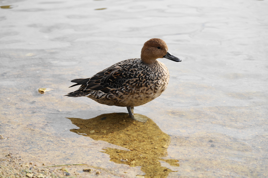 鴨な鳥