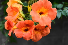 旬な花