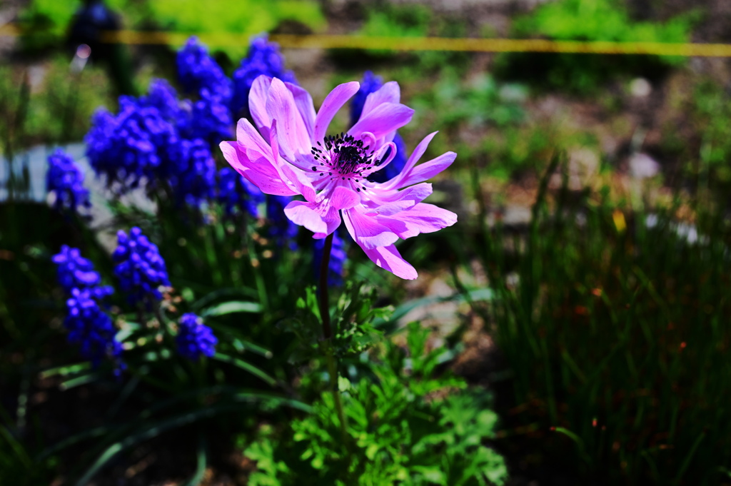 ブルー＆桃色花