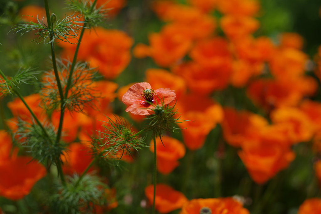 紅色な花