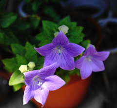 鉢植えな花
