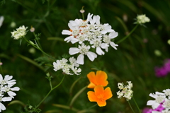 旬な花