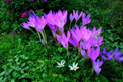 畑な花