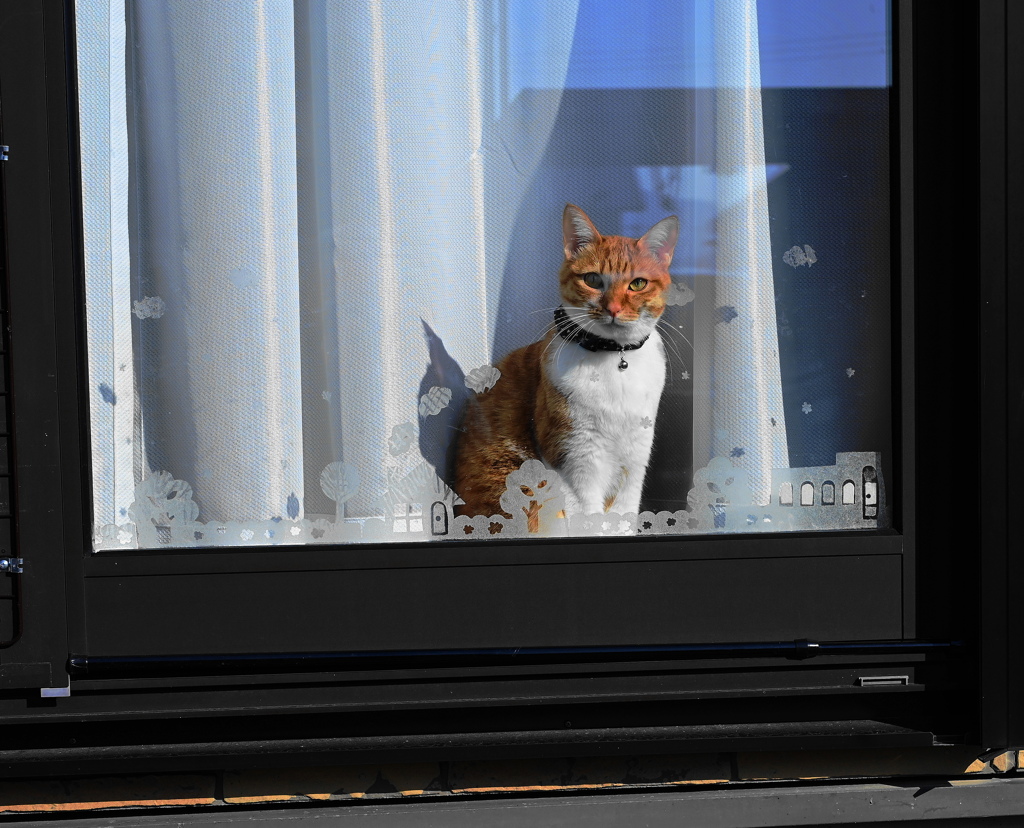 窓辺な猫