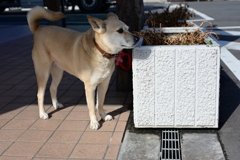 主人待ちな犬
