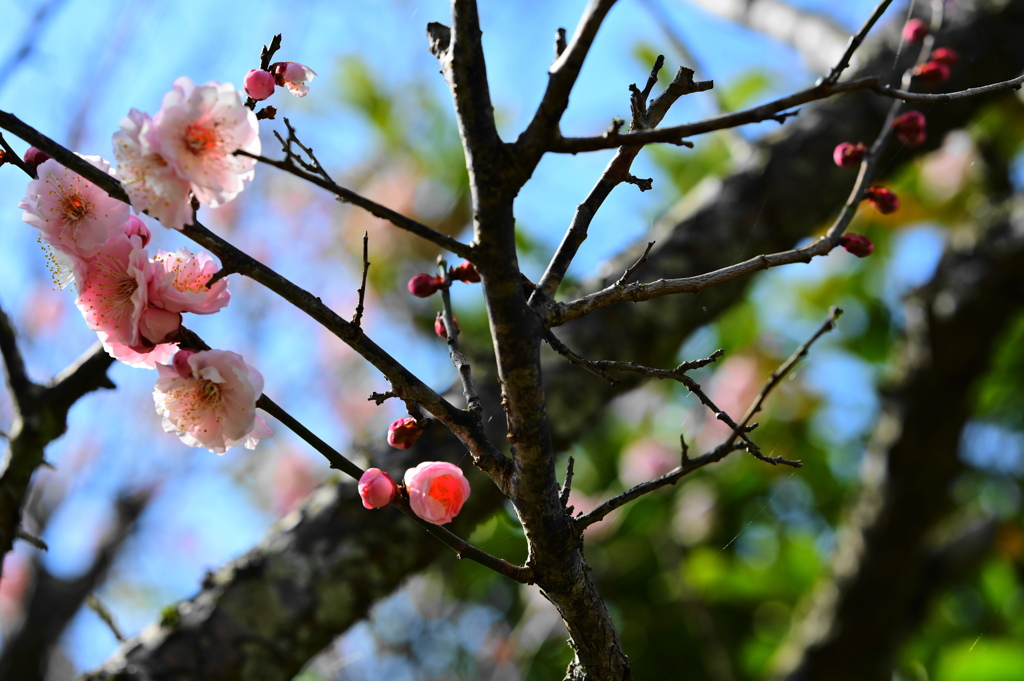 春日和