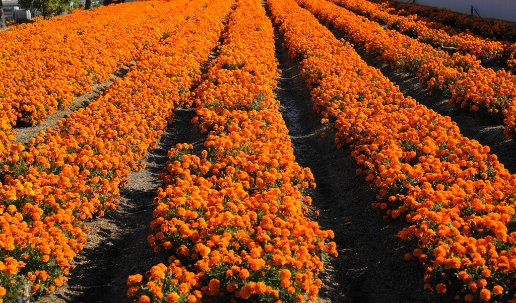 マリーゴールドな花畑