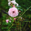 旬な花