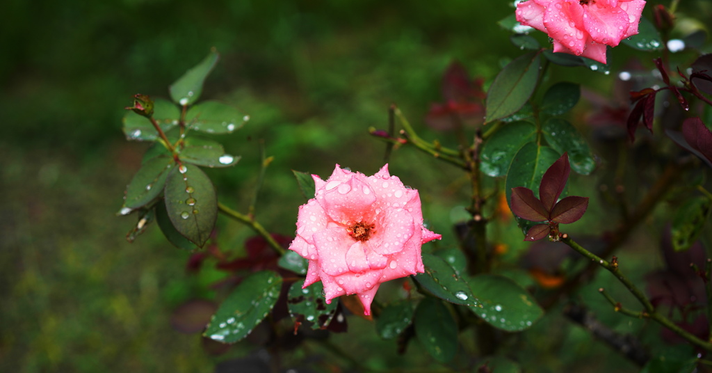 季節な花