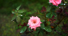 季節な花