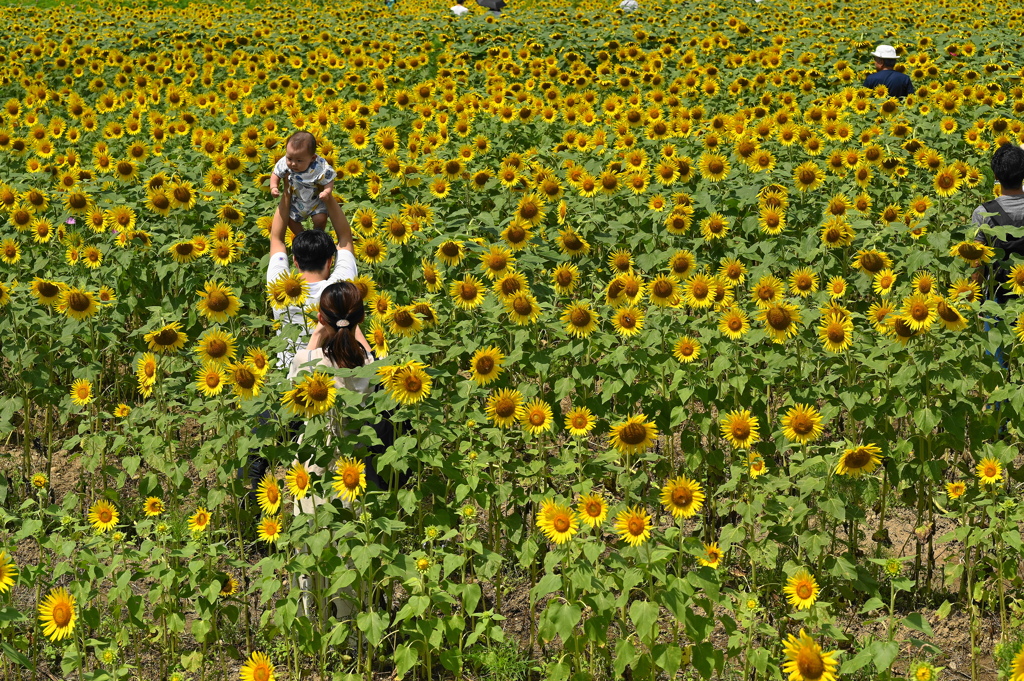 ヒマワリ畑