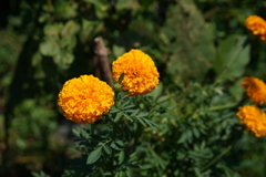 畑な花