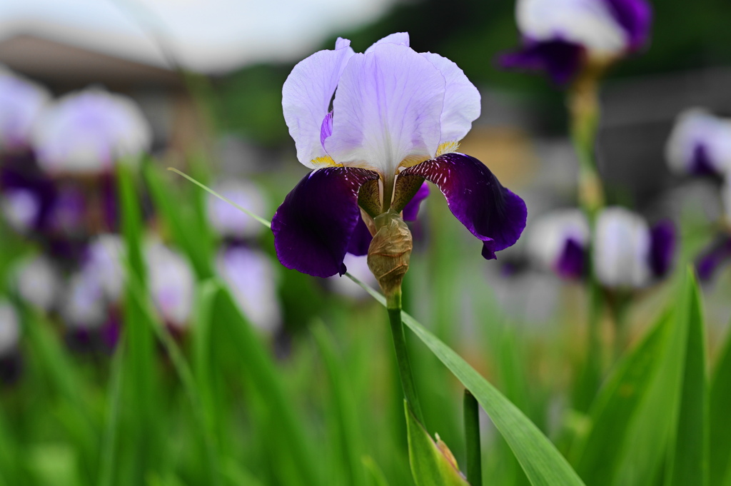 アイリスな花