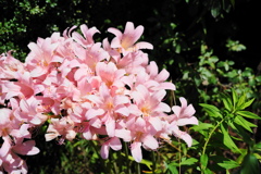 季節な花