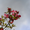季節な花