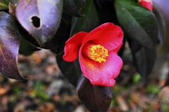 さざんか花