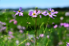 畑な花