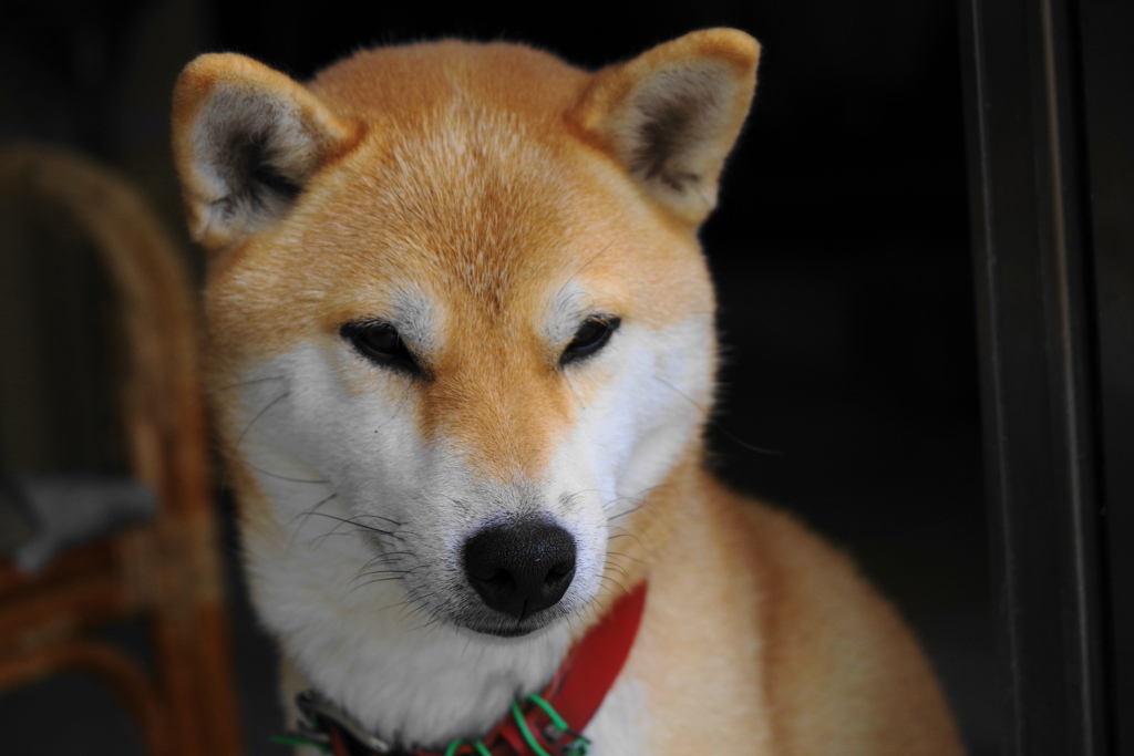 相棒