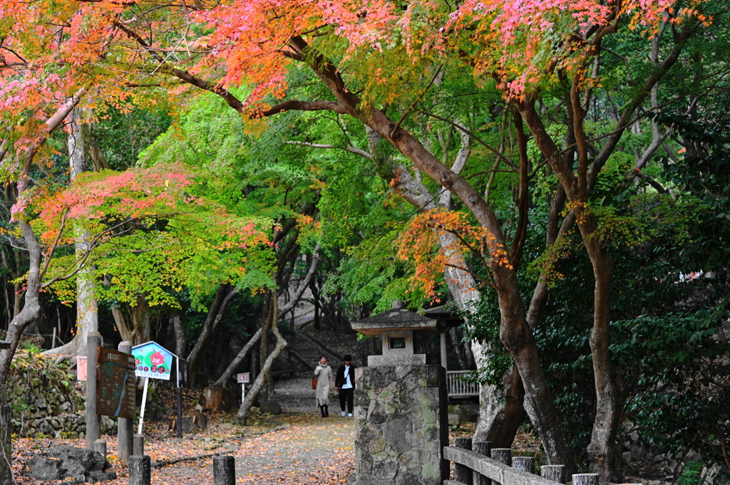 風景写真