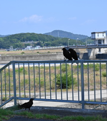 鳥な風景