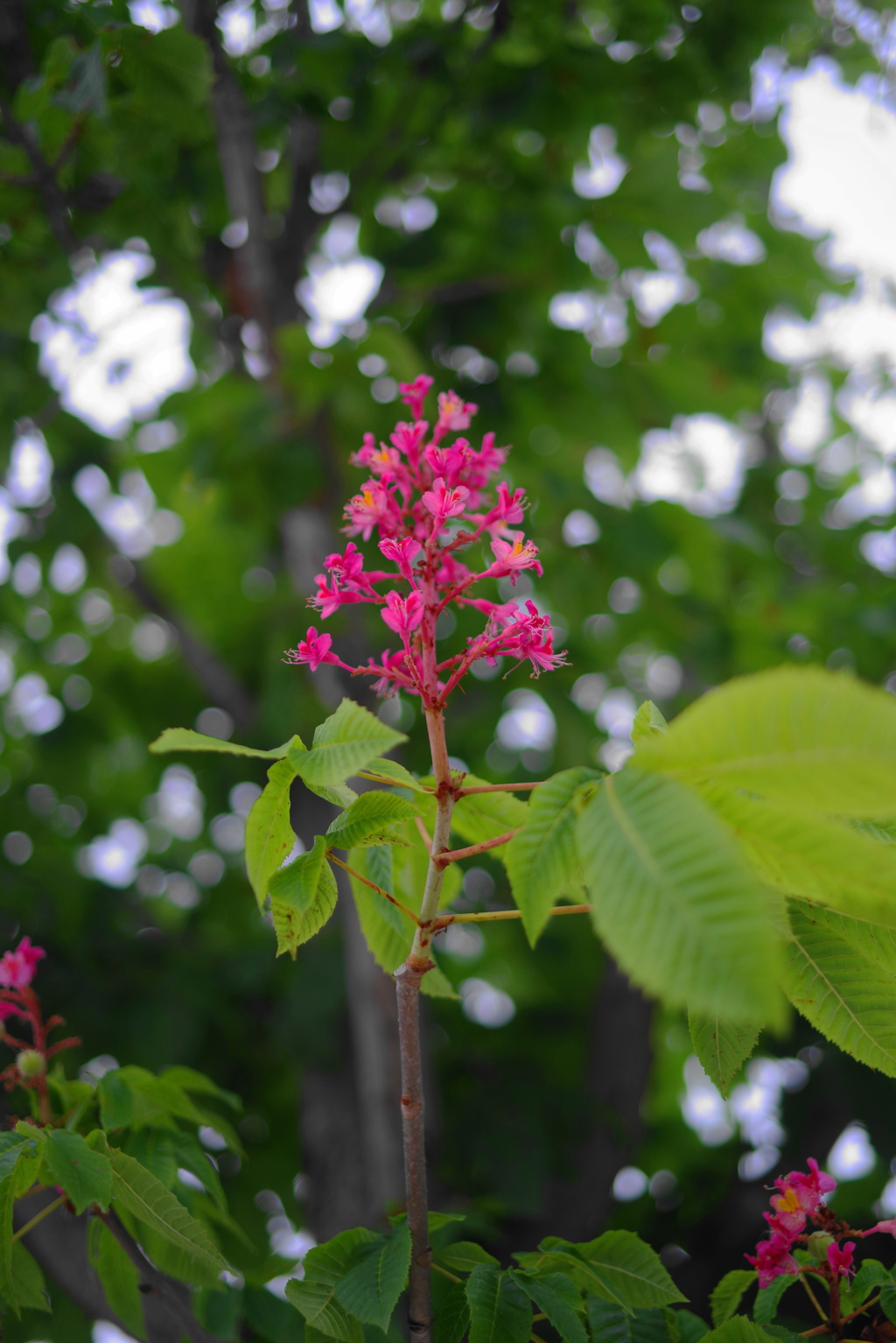季節な花