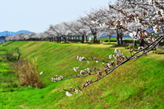 桜回廊