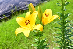 畑な花