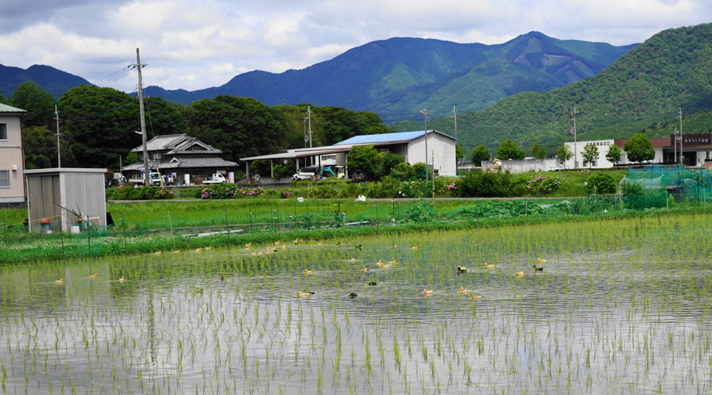 風景
