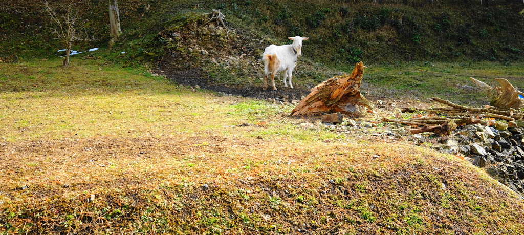 山羊な風景