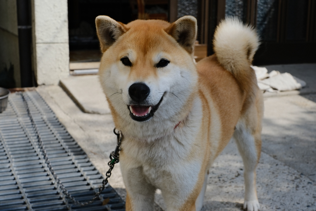 元気いっぱい