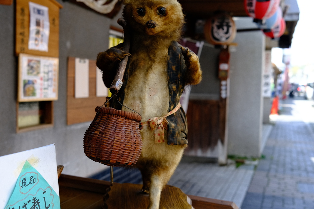 丹波篠山のたぬき