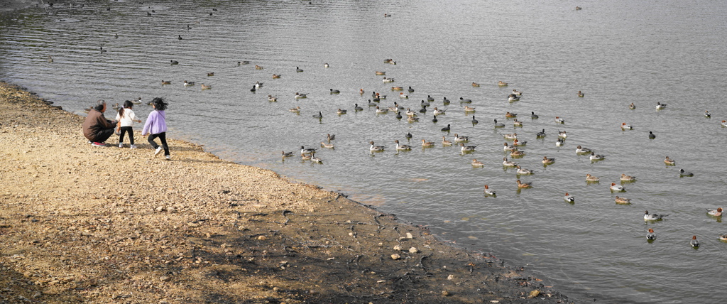 鴨池な風景