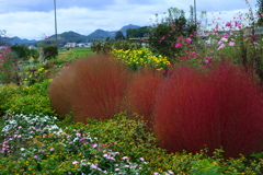 花風景