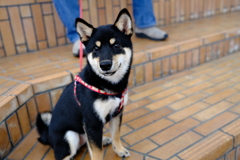黒犬