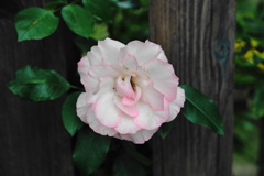 旬な花