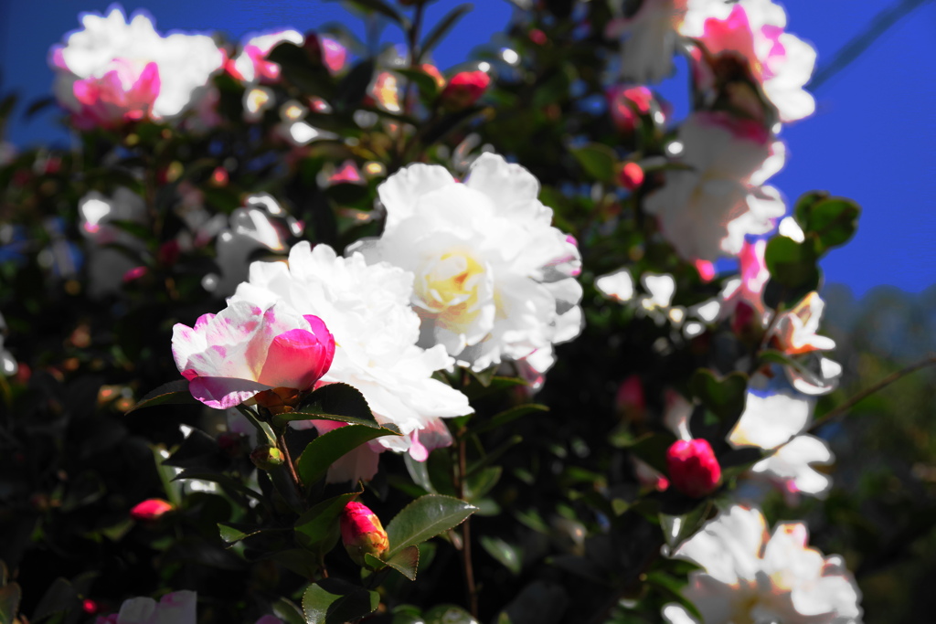 季節な花