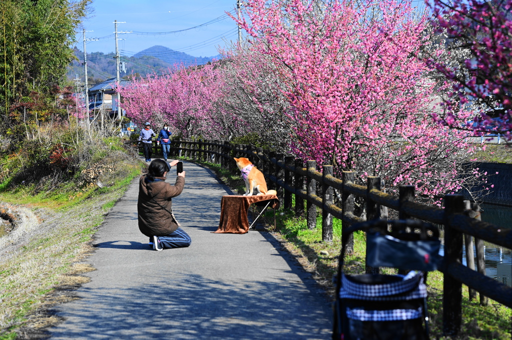 散歩道な風景
